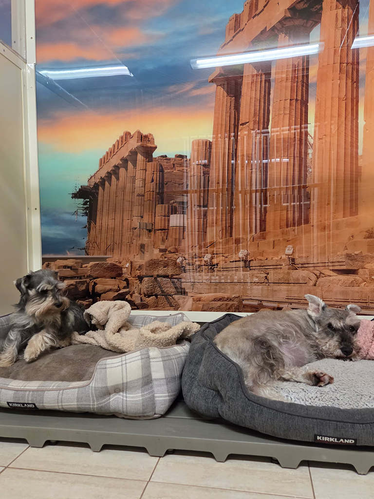 pension pour chien avec photo parthénon