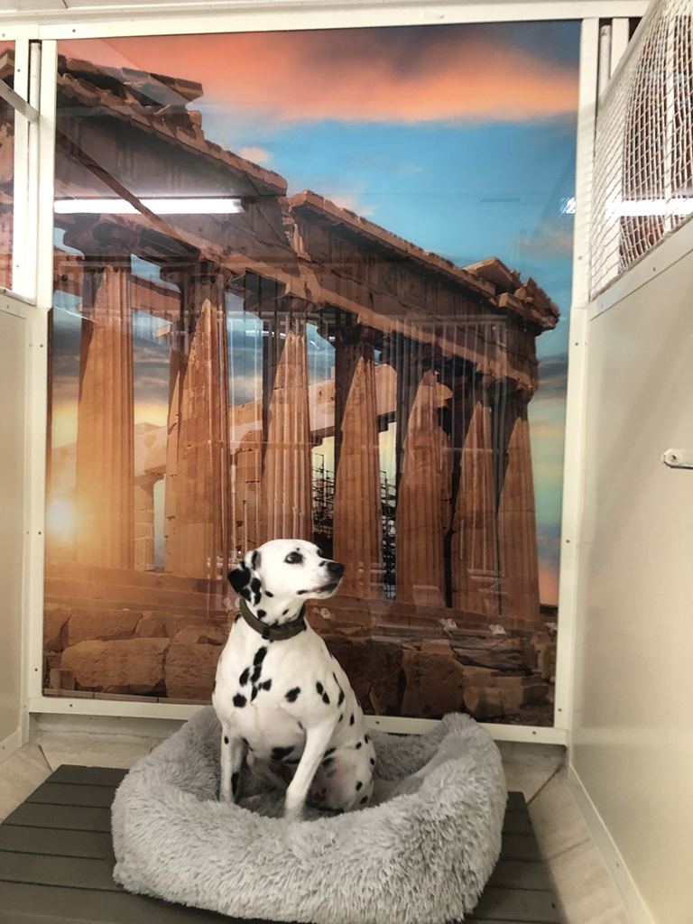 pension pour chien parthénon